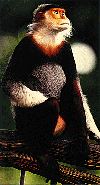 monk001.GIF (11016 bytes)